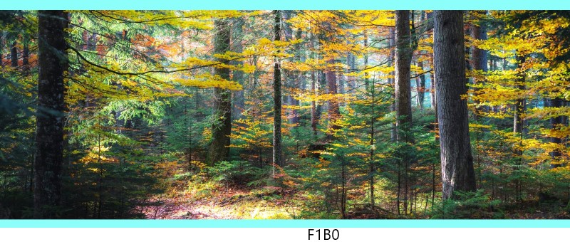 f1b0 c