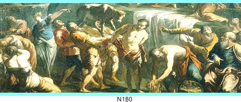 n1b0 c